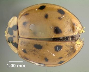 Media type: image;   Entomology 602487 Aspect: habitus dorsal view